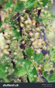 Attēlu rezultāti vaicājumam “Ribes spicatum”