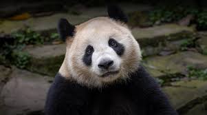 Image result for pandas