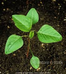Attēlu rezultāti vaicājumam “Amaranthus retroflexus leaf”