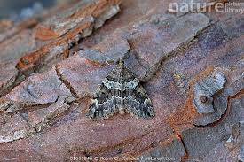 Attēlu rezultāti vaicājumam “Electrophaes corylata”