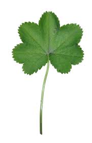 Attēlu rezultāti vaicājumam “Alchemilla vulgaris aggr. flower”