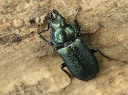 Attēlu rezultāti vaicājumam “Platycerus caraboides”