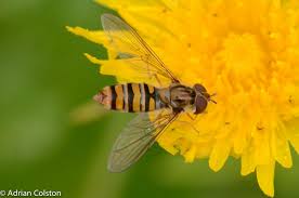 Attēlu rezultāti vaicājumam “Episyrphus balteatus”