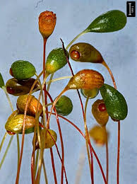 Attēlu rezultāti vaicājumam “Funaria hygrometrica”