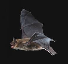 Attēlu rezultāti vaicājumam “Eptesicus nilssonii”