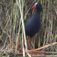 Image result for Porphyrio alleni