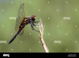 Attēlu rezultāti vaicājumam “Leucorrhinia caudalis male”
