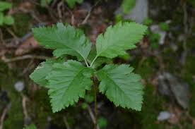 Attēlu rezultāti vaicājumam “Sorbus hybrida”