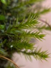 Attēlu rezultāti vaicājumam “Pohlia nutans”