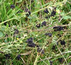 Attēlu rezultāti vaicājumam “Medicago lupulina fruit”
