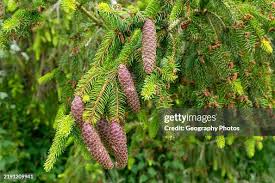 Attēlu rezultāti vaicājumam “Picea abies fruit”