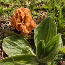 Attēlu rezultāti vaicājumam “Octospora splachnophila”