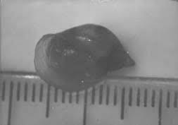 Attēlu rezultāti vaicājumam “Planorbis planorbis”