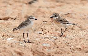 Image result for Charadrius mongolus