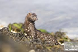 Attēlu rezultāti vaicājumam “Mustela vison”