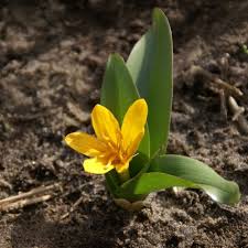Attēlu rezultāti vaicājumam “Colchicum luteum flower”