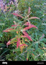 Attēlu rezultāti vaicājumam “Epilobium angustifolium leaf”