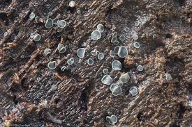 Attēlu rezultāti vaicājumam “Mollisia cinerea”