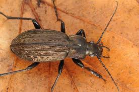 Attēlu rezultāti vaicājumam “Carabus granulatus”