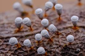 Attēlu rezultāti vaicājumam “Physarum bitectum macro”