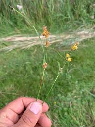 Attēlu rezultāti vaicājumam “Carex lepidocarpa leaf”