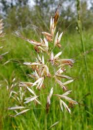 Attēlu rezultāti vaicājumam “Helictotrichon pubescens”