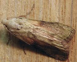 Attēlu rezultāti vaicājumam “Aphomia sociella male”