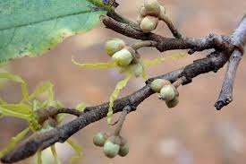 Attēlu rezultāti vaicājumam “Hamamelis vernalis bud”