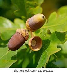 Attēlu rezultāti vaicājumam “Quercus robur fruit”