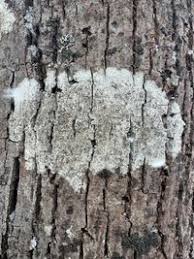 Attēlu rezultāti vaicājumam “Lecanora albella”