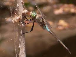 Attēlu rezultāti vaicājumam “Anax parthenope”