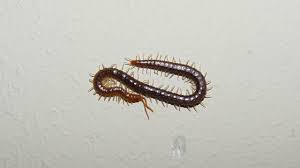 Attēlu rezultāti vaicājumam “Geophilidae”