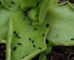 Attēlu rezultāti vaicājumam “Pinguicula vulgaris leaf”