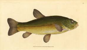 Image result for Tinca tinca