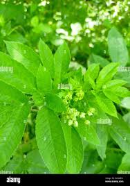 Attēlu rezultāti vaicājumam “Chaerophyllum aromaticum leaf”
