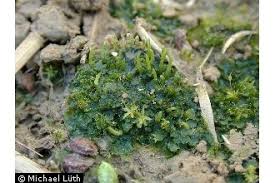 Attēlu rezultāti vaicājumam “Anthocerotopsida”