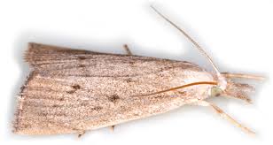 Attēlu rezultāti vaicājumam “Calamotropha paludella”