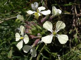 Attēlu rezultāti vaicājumam “Raphanus raphanistrum”