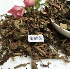 Attēlu rezultāti vaicājumam “Agrimonia pilosa bud”