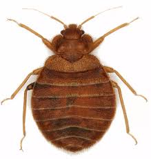 Image result for bed bugs
