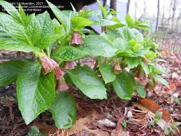 Attēlu rezultāti vaicājumam “Scopolia carniolica leaf”