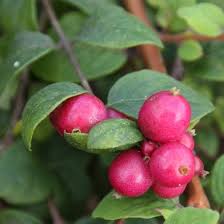 Attēlu rezultāti vaicājumam “Symphoricarpos x chenaultii”