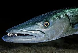 Image result for Sphyraena barracuda