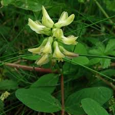 Attēlu rezultāti vaicājumam “Astragalus glycyphyllos”