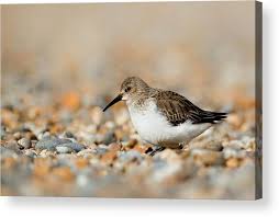 Attēlu rezultāti vaicājumam “Calidris alpina”