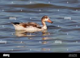Attēlu rezultāti vaicājumam “Tadorna tadorna juvenile”