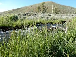 Attēlu rezultāti vaicājumam “Festuca rubra subsp. rubra fruit”
