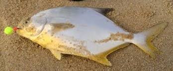 Image result for Trachinotus carolinus