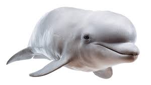 Image result for Delphinapterus leucas