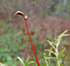 Attēlu rezultāti vaicājumam “Serpoleskea subtilis sporophyte”